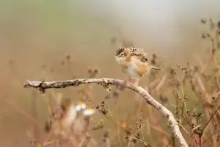Svc Brand Streaked Fantail Warbler
