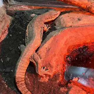 Mero Wildthingz Reptile