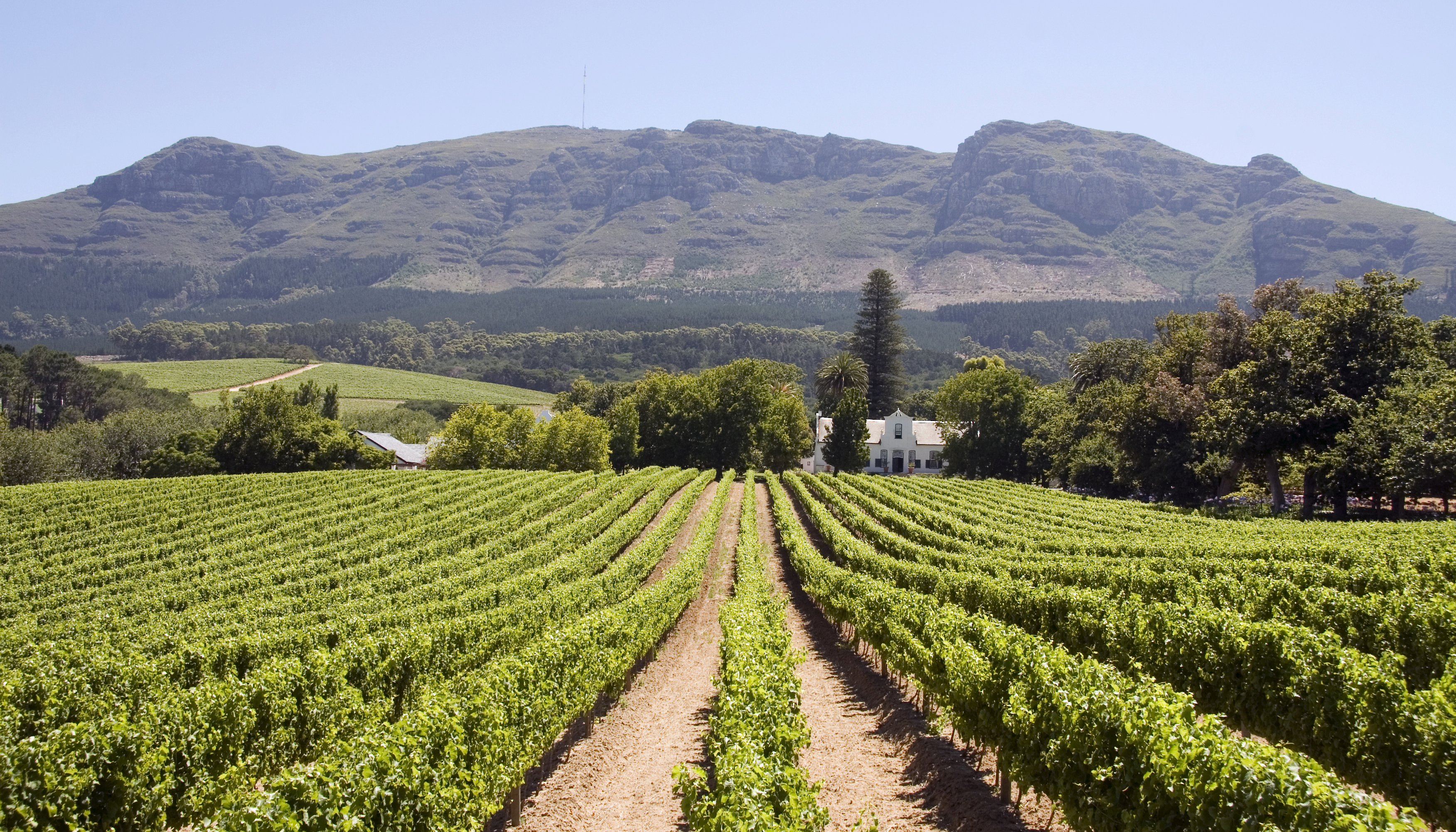 Stellenbosch Winery