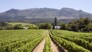 Stellenbosch Winery