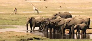 Elephants Drinking Chobe National Park