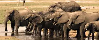 Elephants Drinking Chobe National Park
