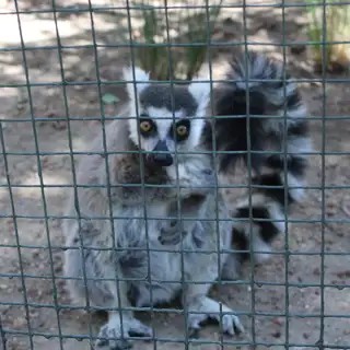 Mero Wildthingz Lemur