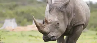 Rhino