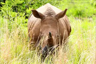 Sunr Activities Mankwe Gametrackers Game Drive White Rhino Foreground Web Aug 2025