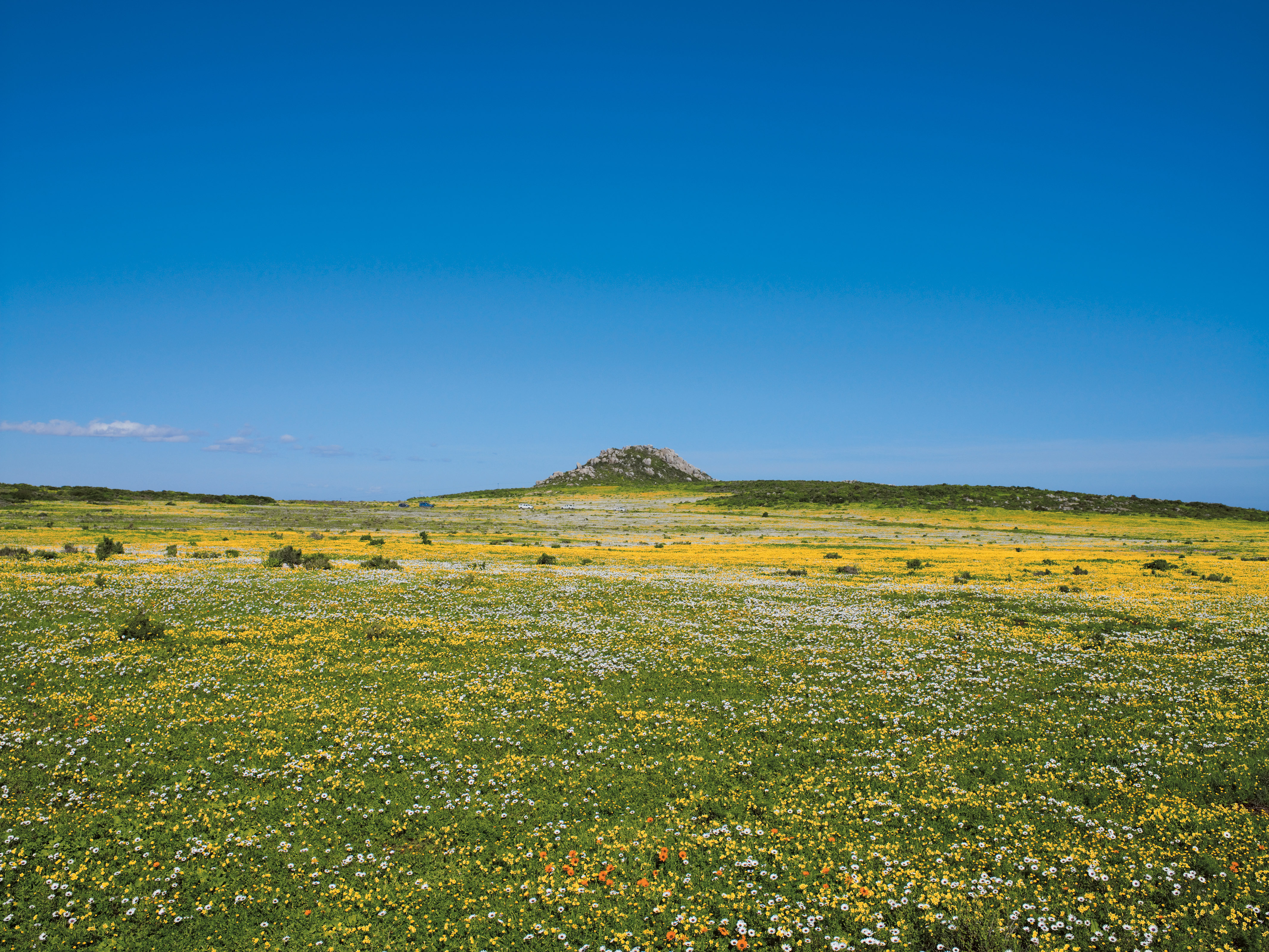 Namaqualand Flowers Northern Cape