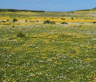 Namaqualand Flowers Northern Cape