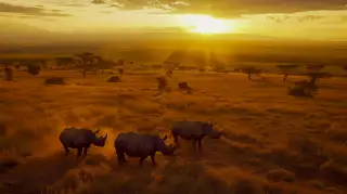 View Wild Rhino Nature