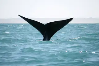Eastern Cape Southern Right Whale Tail Pe