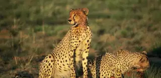 Pala Sunr Activities Mankwe Gametrackers Game Drive Cheetah Kill Web Aug 2025.Jpg.Sunimage.1136.550