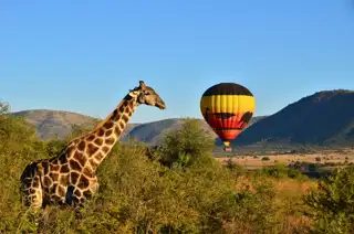 Sunr Activities Mankwe Gametrackers Hot Air Balloon Safari Giraffe 1
