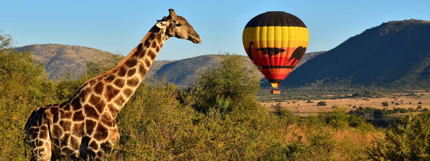 Sun City Safari Banner