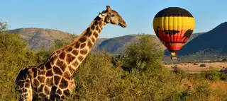 Sun City Safari Banner