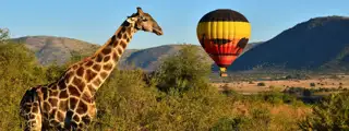 Sun City Safari Banner