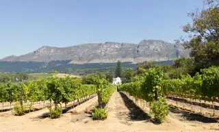 Sa Western Cape 97998593