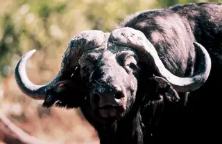 Zambia Wildlife Birds Buffalo 2741