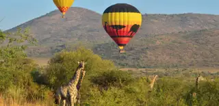 Scr6j0101 Sun City Pilanesberg National Park Hot Air Balloon Safari Giraffe DSC 0666 1.JPG.Sunimage.1136.550