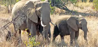 Elephants Kruger National Park Limpopo.Jpg.Sunimage.1136.550