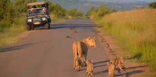 Sun City Pilanesberg National Park Game Drive Lion