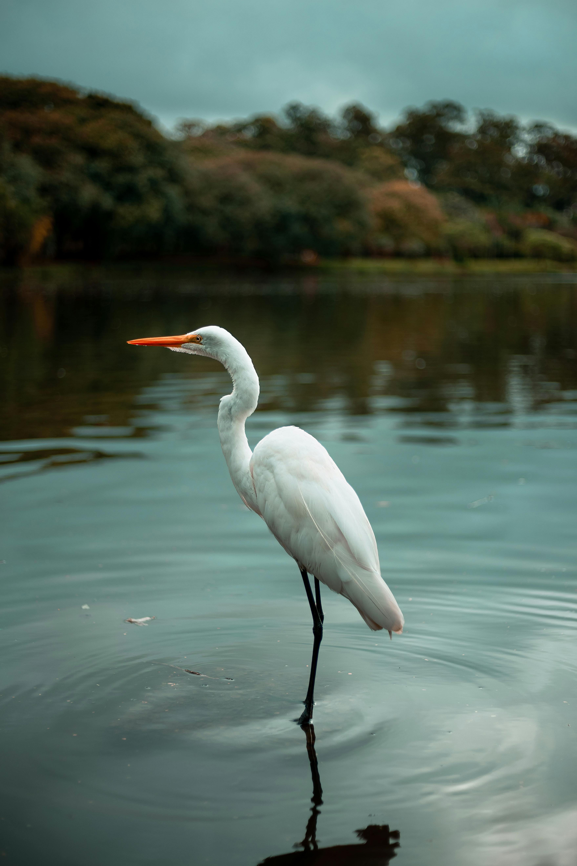 Svc Brand Great White Egret