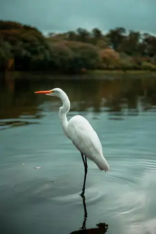 Svc Brand Great White Egret