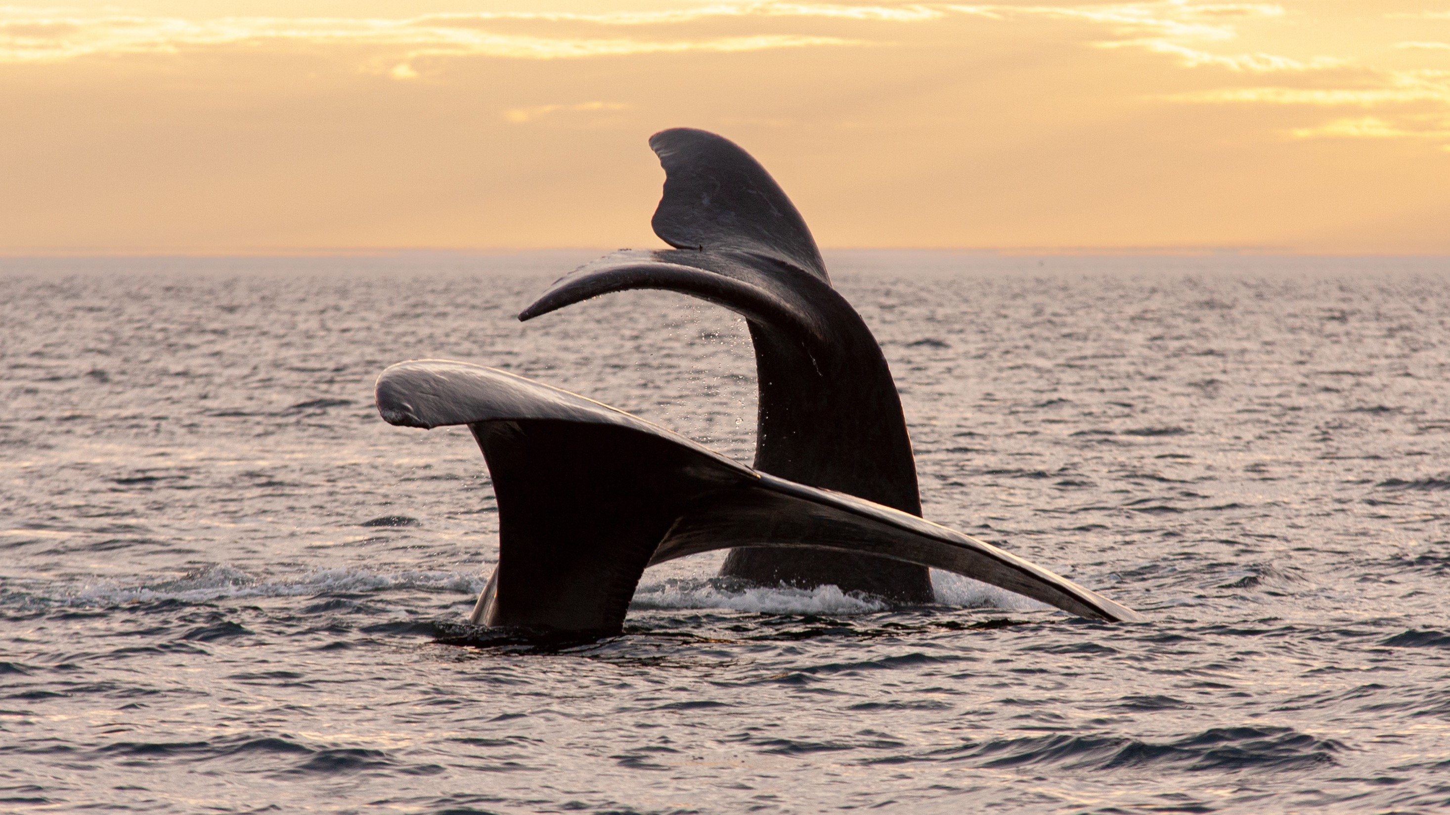 Boar Local Attractions Whales