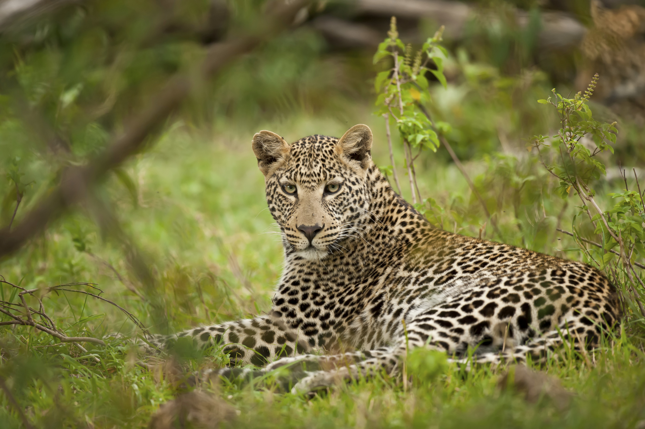 Leopard