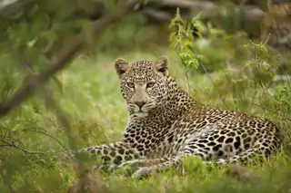 Leopard