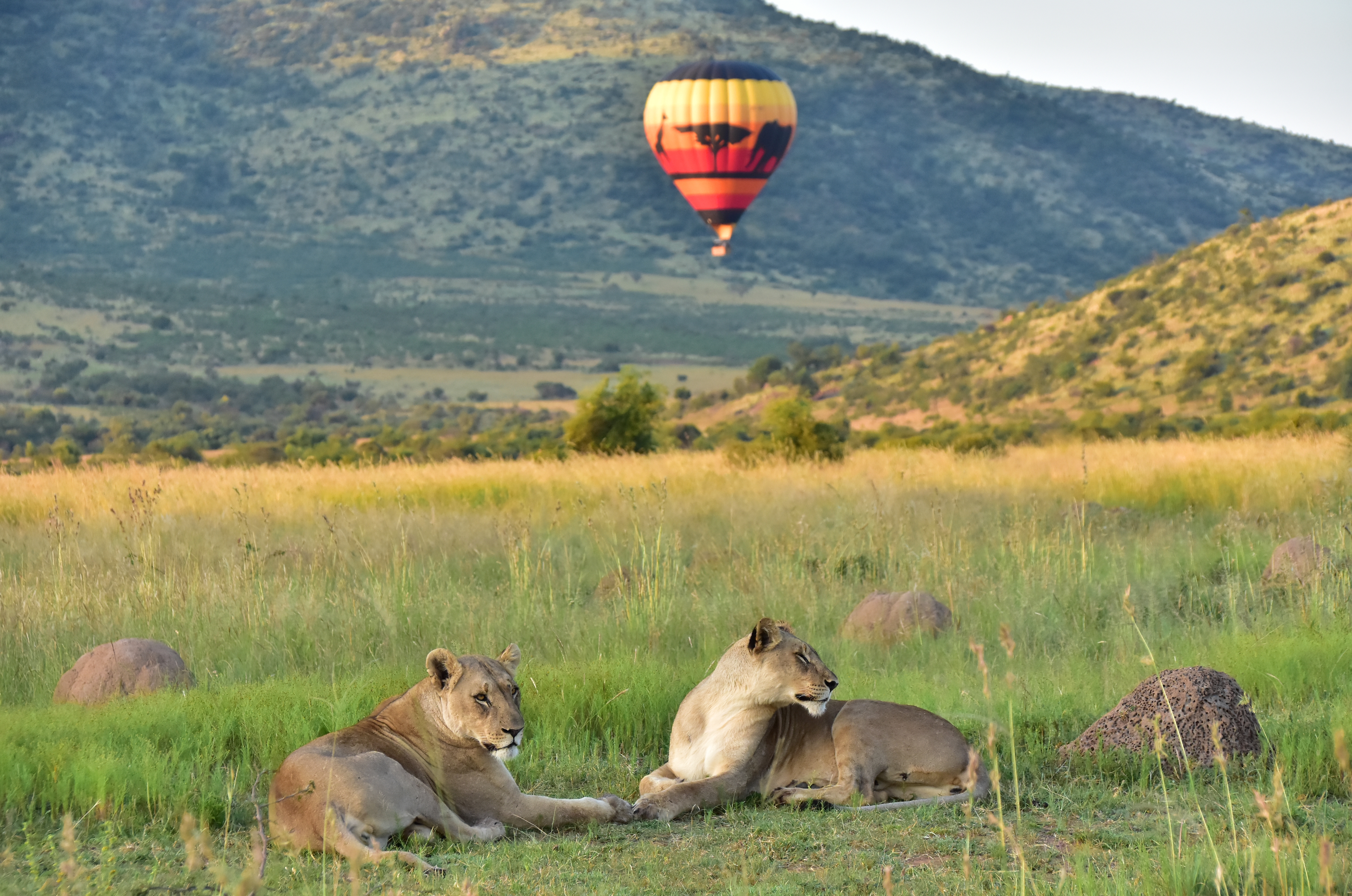 Sunr Activities Mankwe Gametrackers Hot Air Balloon Lion 1