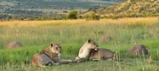 Sunr Activities Mankwe Gametrackers Hot Air Balloon Lion 1