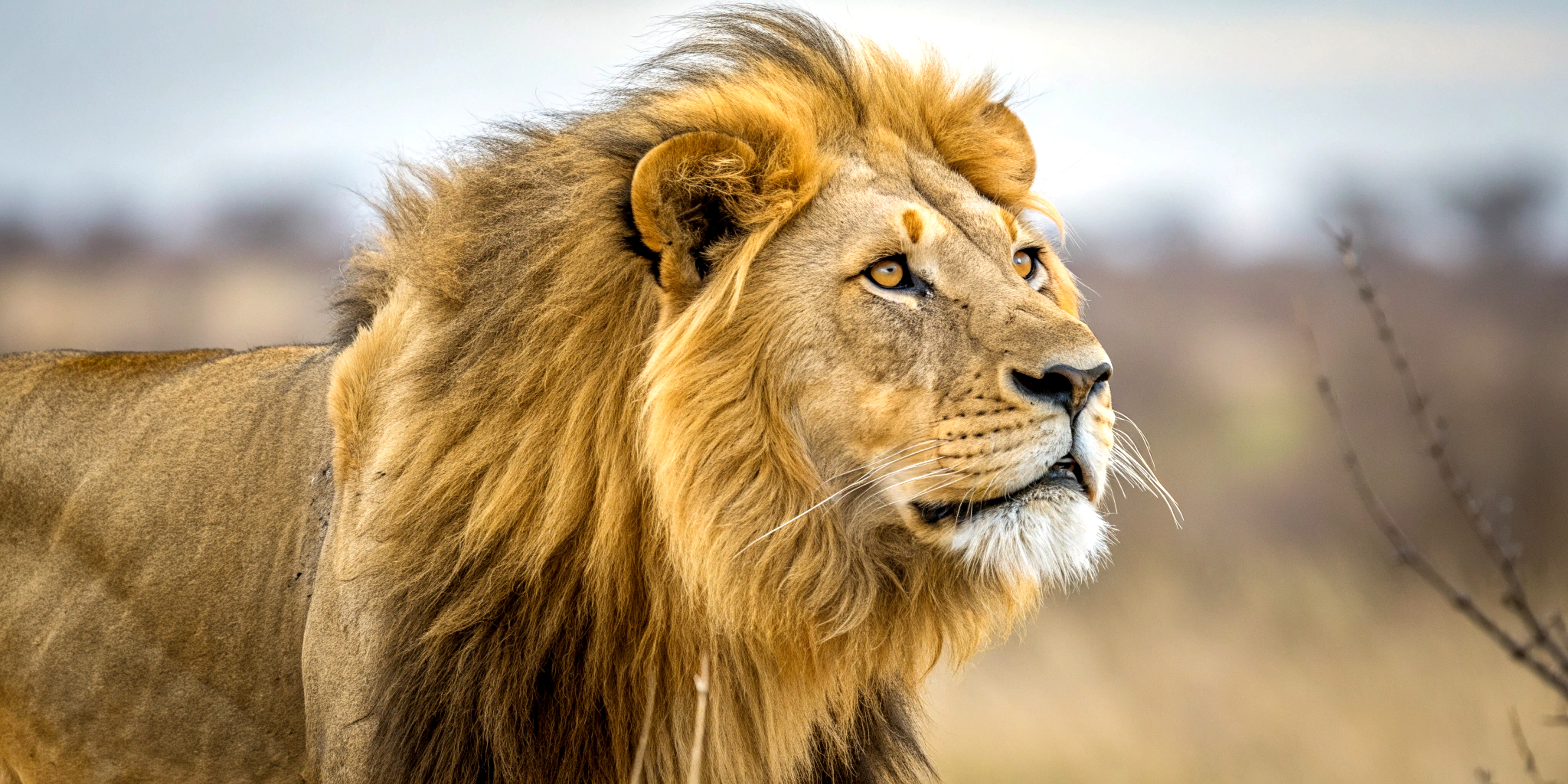Lion With Yellow Mane Stands Grass