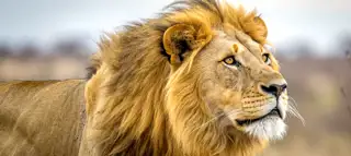 Lion With Yellow Mane Stands Grass