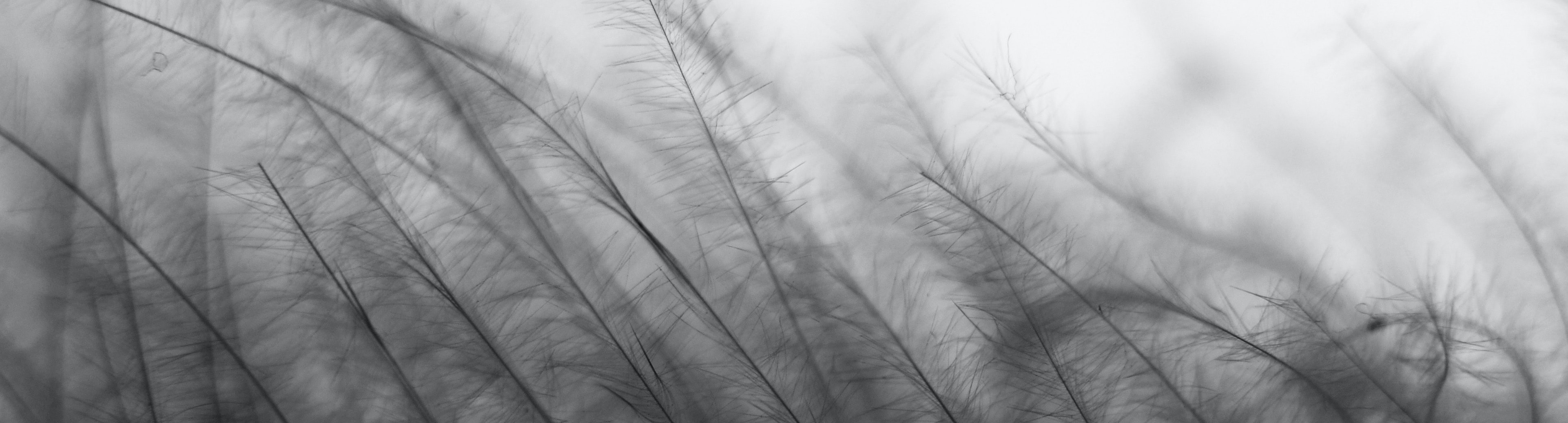 Svg General Grass Bg Bw