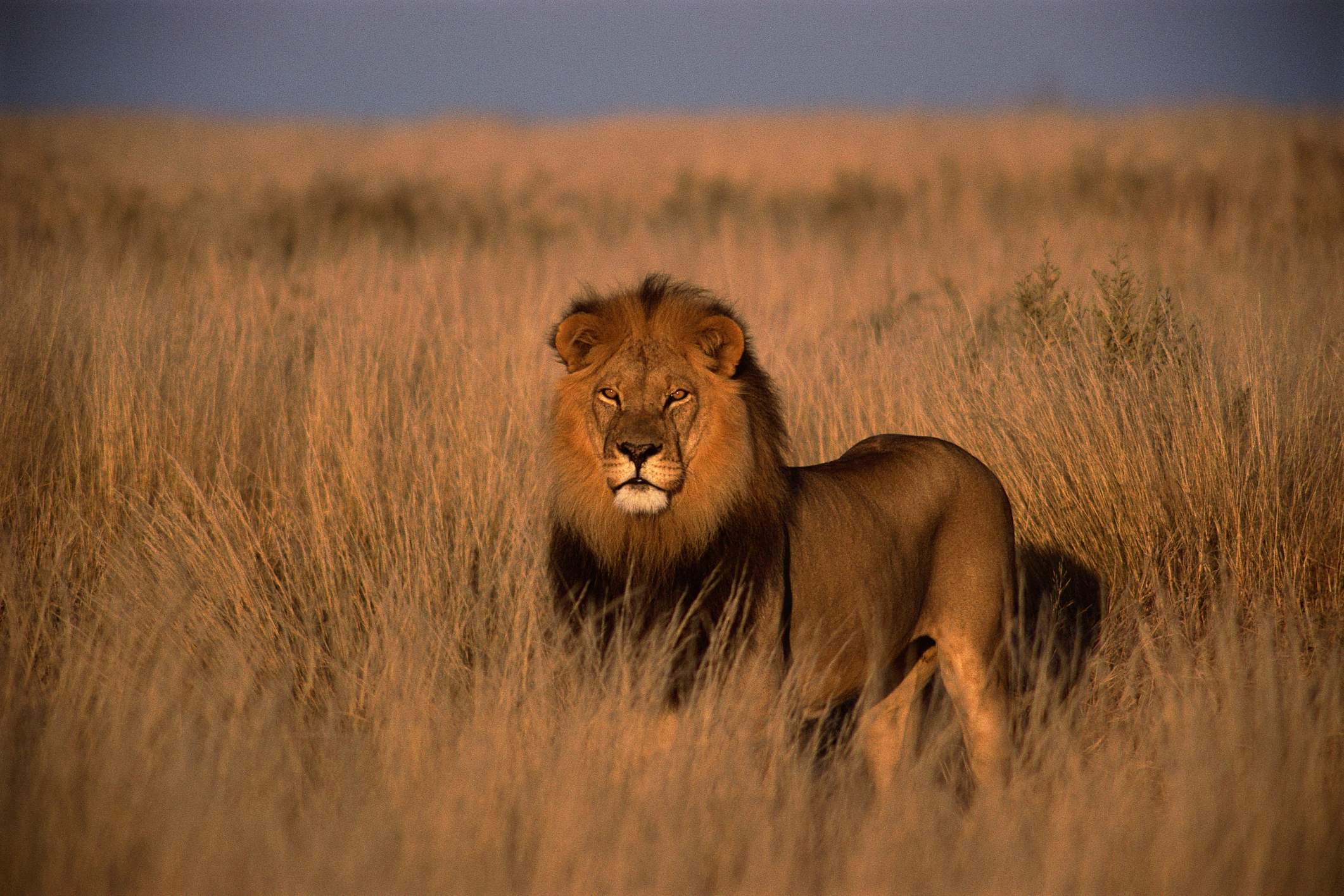 Lion Walking