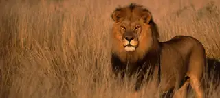 Lion Walking
