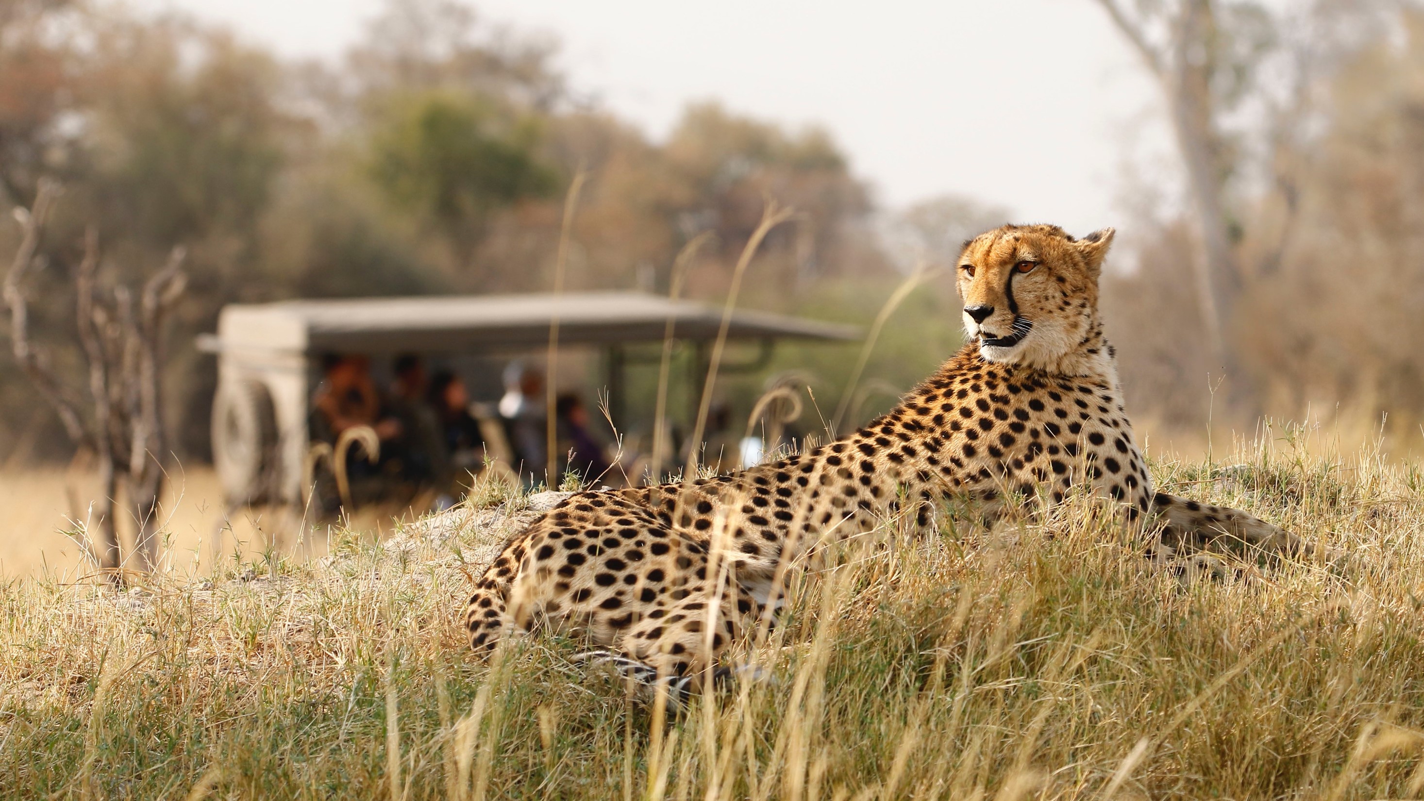 Big Cats Cheetah Safari