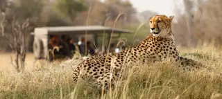 Big Cats Cheetah Safari