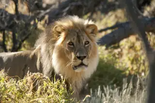 Kgalagadi Transfrontier Park Northern Cape