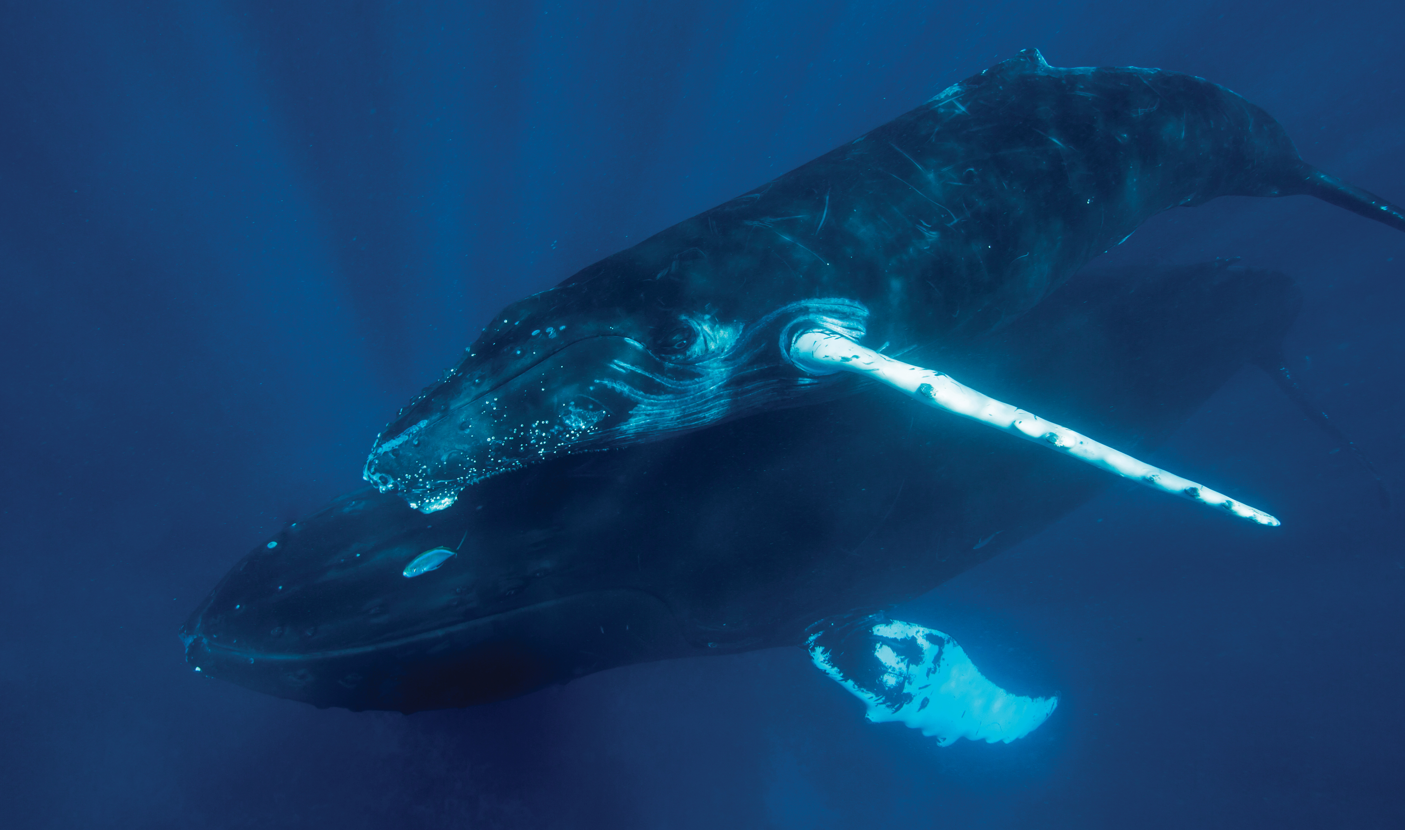Humpback Whales 01