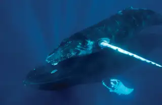 Humpback Whales 01