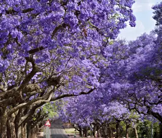 Jacaranda Trees