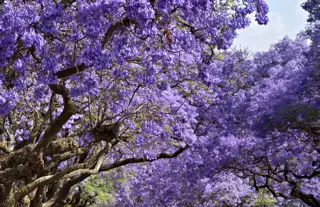 Jacaranda Trees
