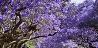Jacaranda Trees