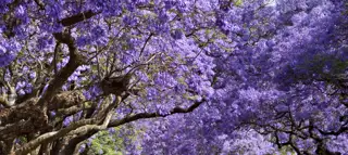 Jacaranda Trees
