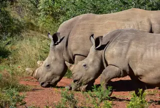 Sunr Rhino Notching June 2022