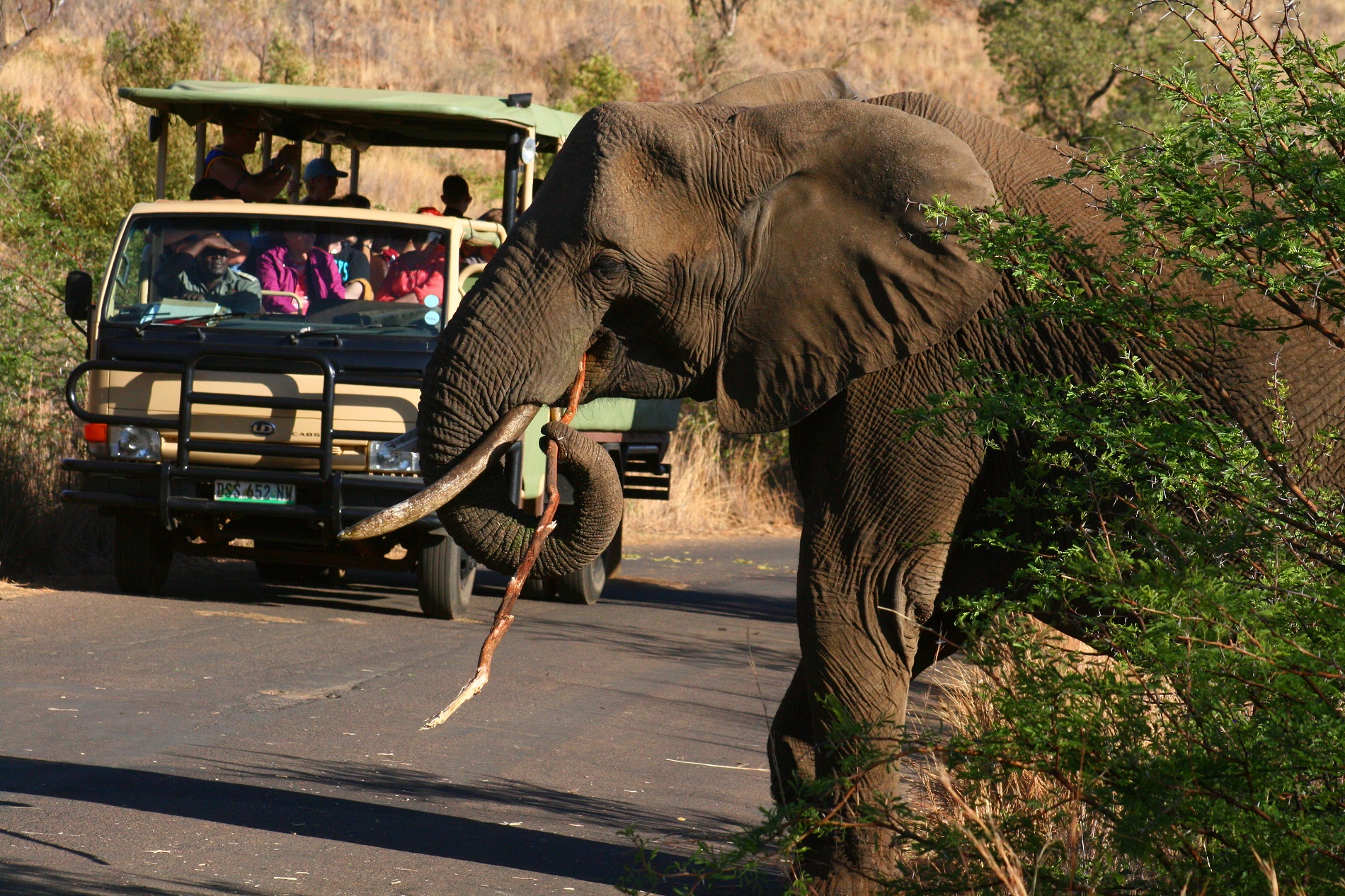 Sunr Pilanesberg National Park Game Drive Elephant
