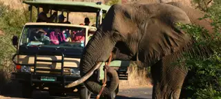 Sunr Pilanesberg National Park Game Drive Elephant