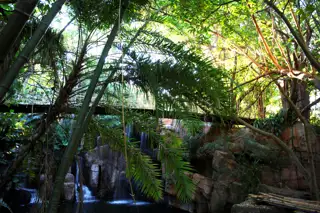 Sun City The Cascades Gardens Monkey Bridge