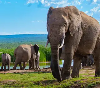 Boar Local Attractions Elephants Crop