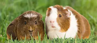 Mero Pets And Hobbies